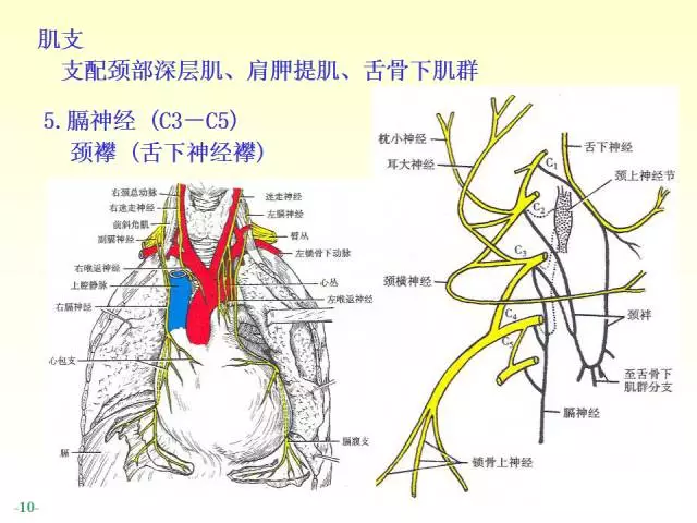 系列神经解剖-脊神经