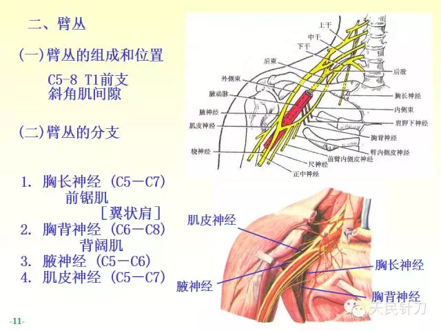 天民针刀脊神经解剖