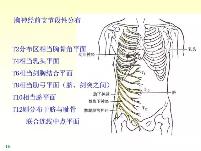 天民针刀脊神经解剖