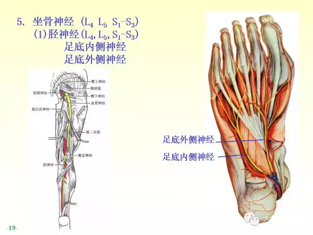 系列神经解剖脊神经