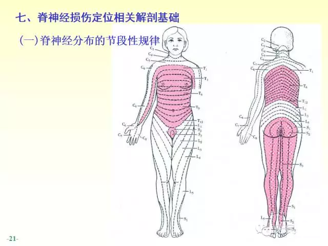 天民针刀脊神经解剖