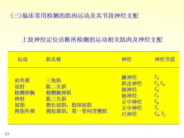 天民针刀脊神经解剖