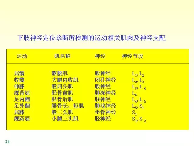 天民针刀脊神经解剖