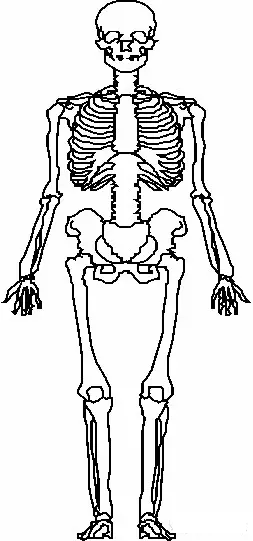 人体的206块骨骼