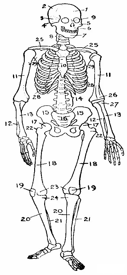 人体的206块骨骼