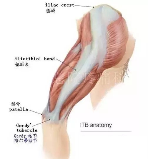 天民针刀培训阔筋膜张肌与髂胫束