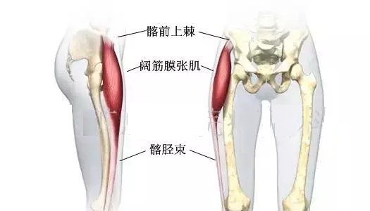 针刀解剖学习阔筋膜张肌与髂胫束