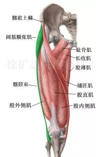 针刀解剖学习阔筋膜张肌与髂胫束