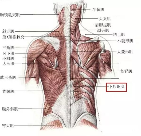 针刀解剖学习下后锯肌