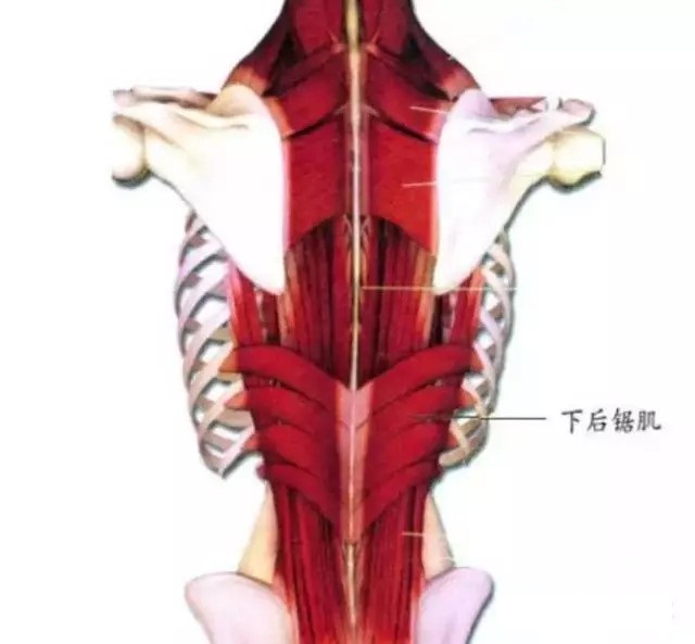 针刀解剖学习下后锯肌