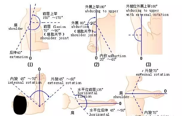 三角肌解剖学习