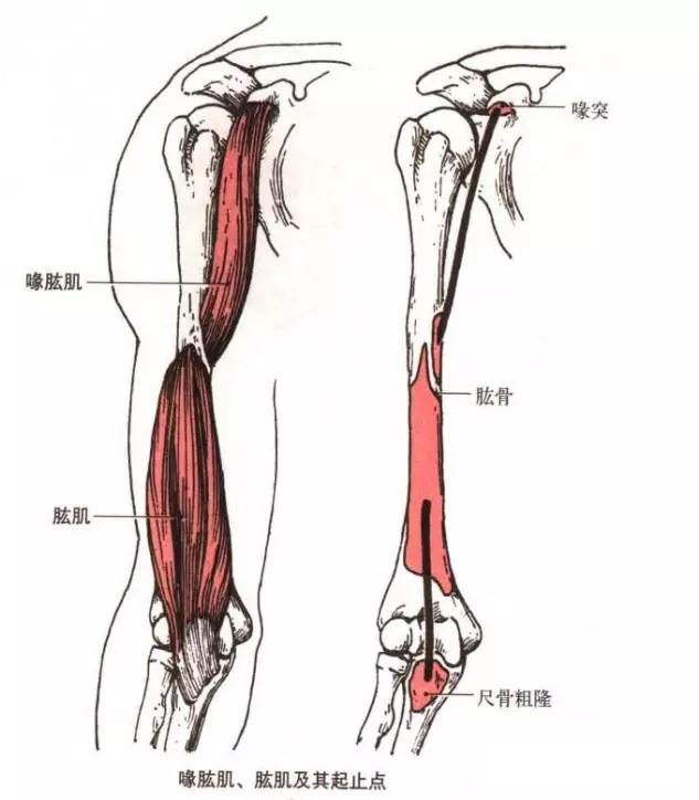 喙肱肌解剖学习