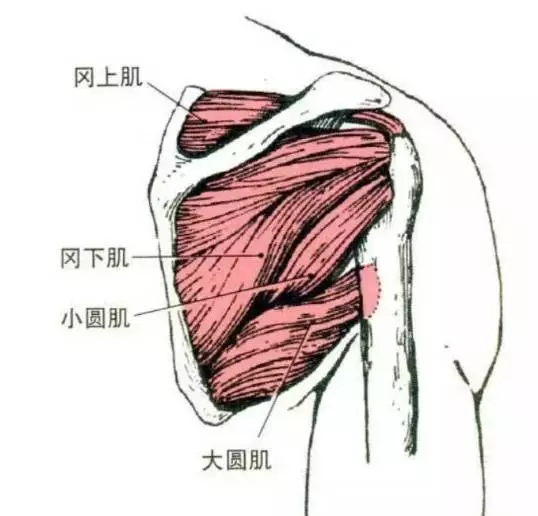 小圆肌解剖学习