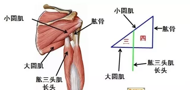 学习小圆肌解剖