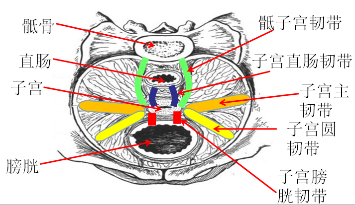 骨盆弓弦力学解剖系统解剖系统