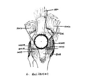 膝关节触诊
