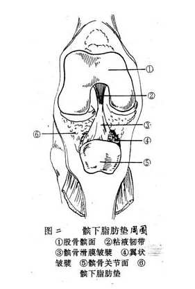 膝关节触诊