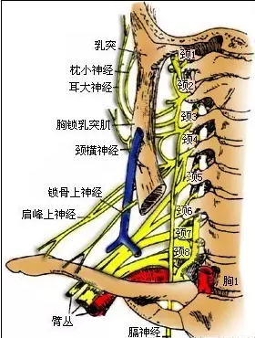 针刀治疗颈椎病