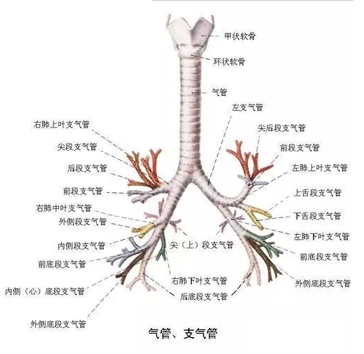 脊柱源性支气管哮喘针刀治疗方法