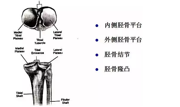 天民针刀解剖关节腔