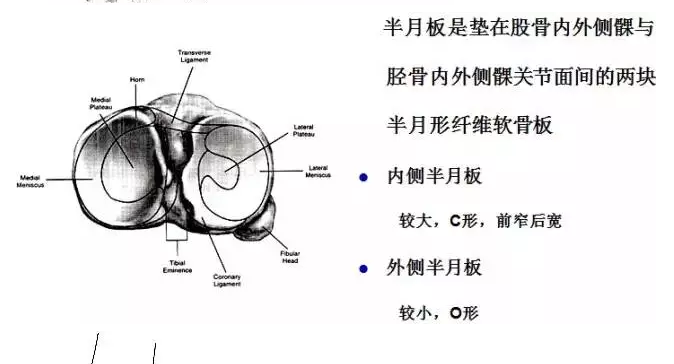 天民针刀解剖关节腔