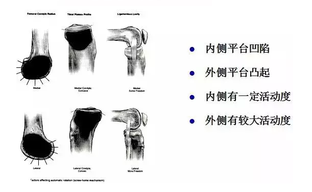 天民针刀解剖关节腔