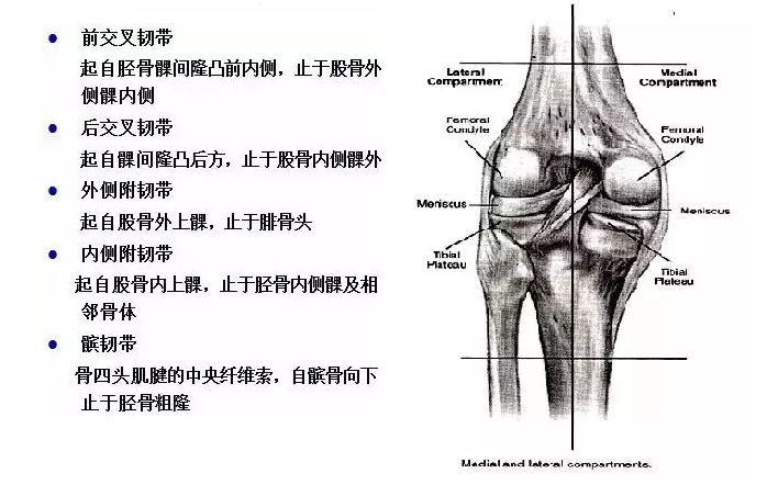 天民针刀解剖关节腔