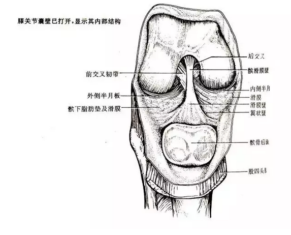 天民针刀解剖关节腔