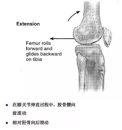 天民针刀解剖关节腔