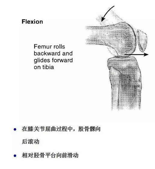 天民针刀解剖关节腔