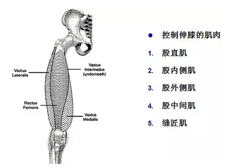 天民针刀解剖关节腔