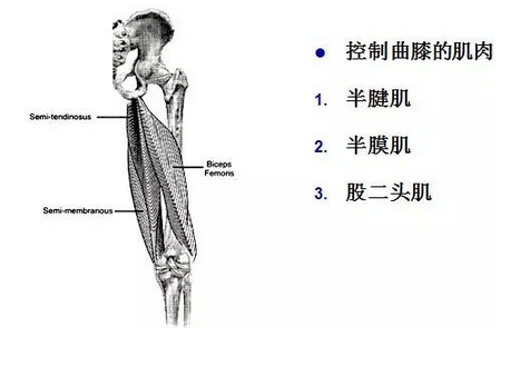 天民针刀解剖关节腔