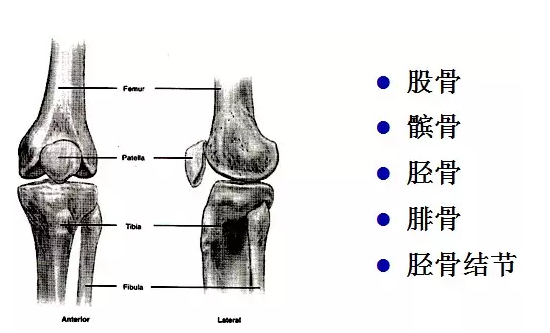 天民针刀解剖关节腔