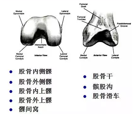 天民针刀解剖关节腔