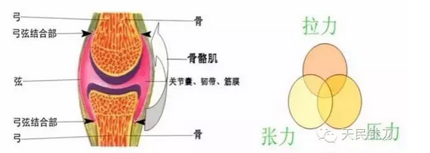 针刀治疗骨质增生的新认识及研究方向