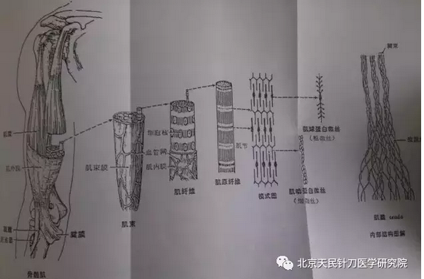 人体层次对针刀的重要性