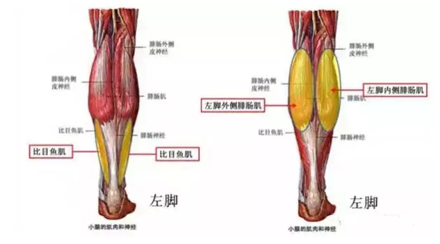 天民针刀解剖