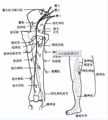 闭孔神经卡压容易误诊