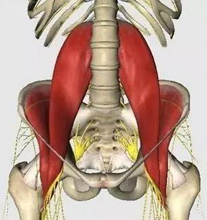 尸体解剖——髂腰肌